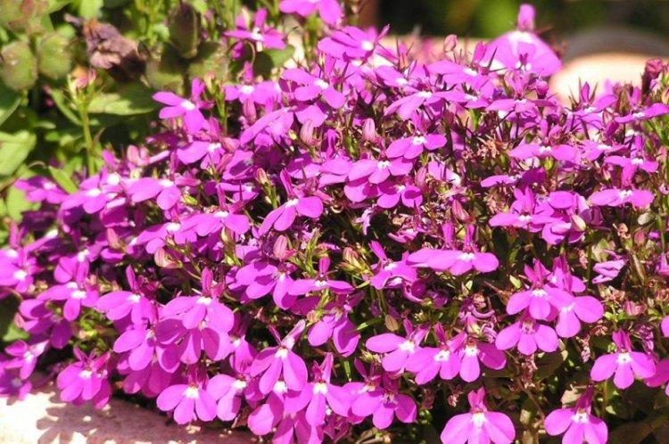 Общая информация - Лобелия