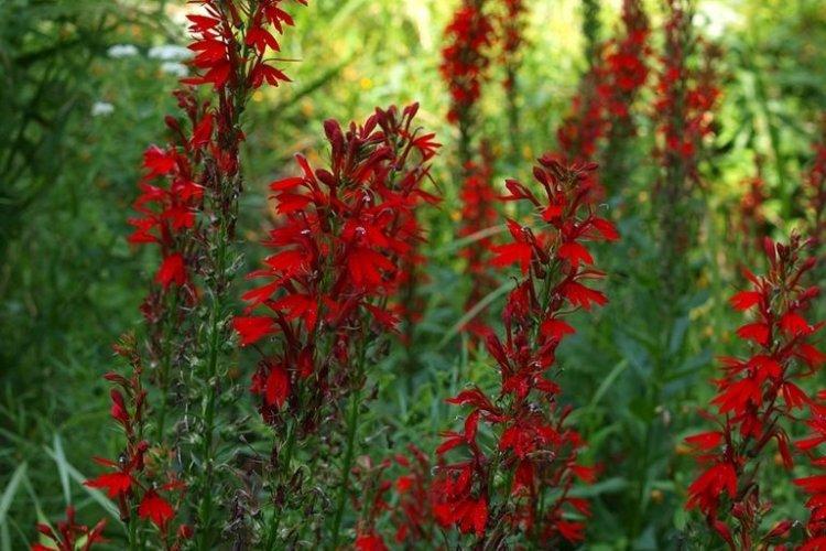 Кардинальская лобелия - Виды лобелии