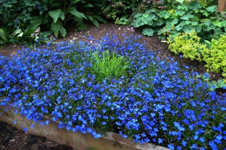 Синяя лобелия - Виды лобелии