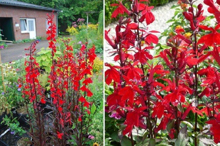 Огненная лобелия - Виды лобелии