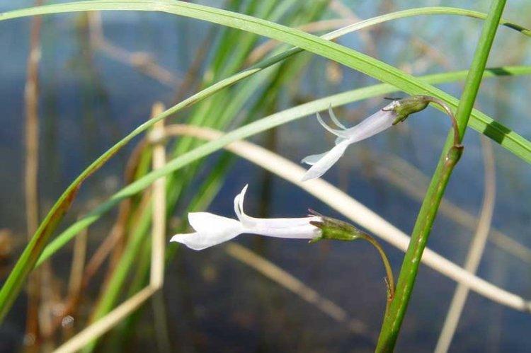 Лобелия Дортмана - Виды лобелии