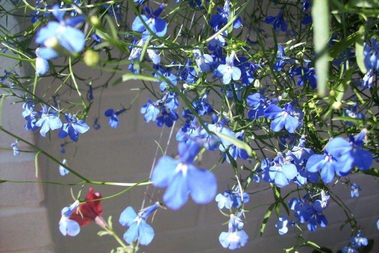 Освещение - Уход за лобелией