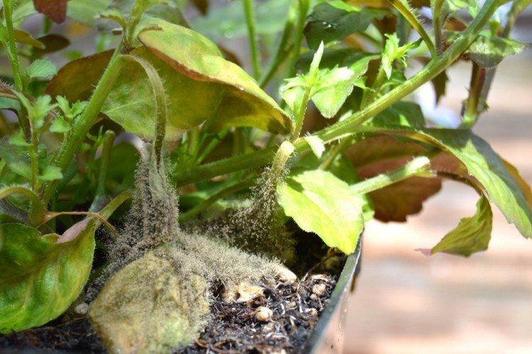 Борьба с вредителями и болезнями - Лобелия