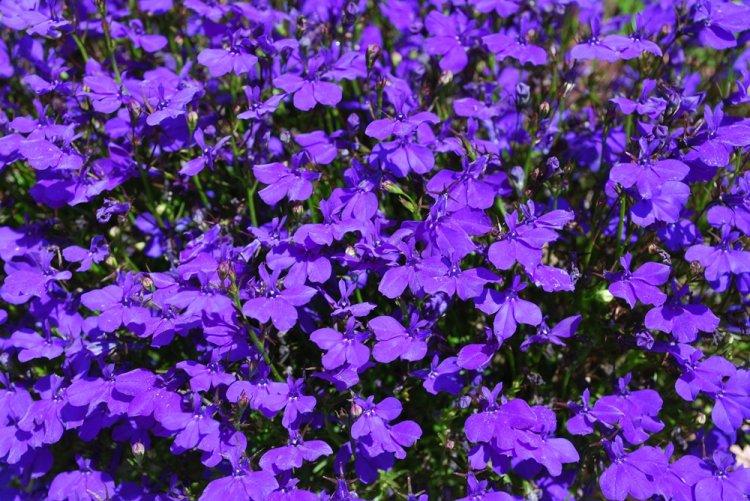 Лобелия – фото