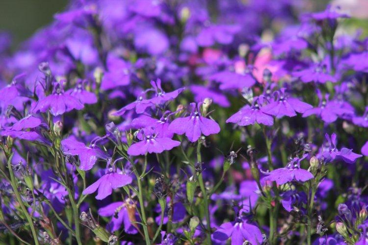 Лобелия – фото