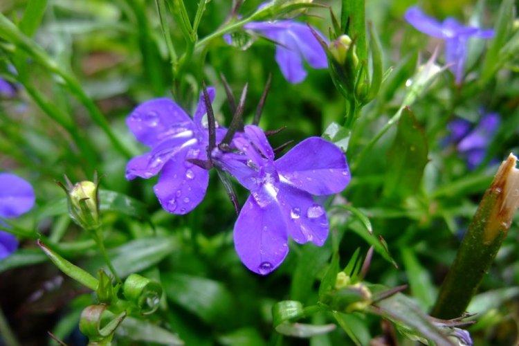 Лобелия – фото