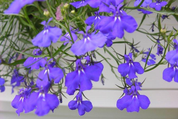 Лобелия – фото