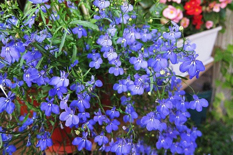 Лобелия – фото