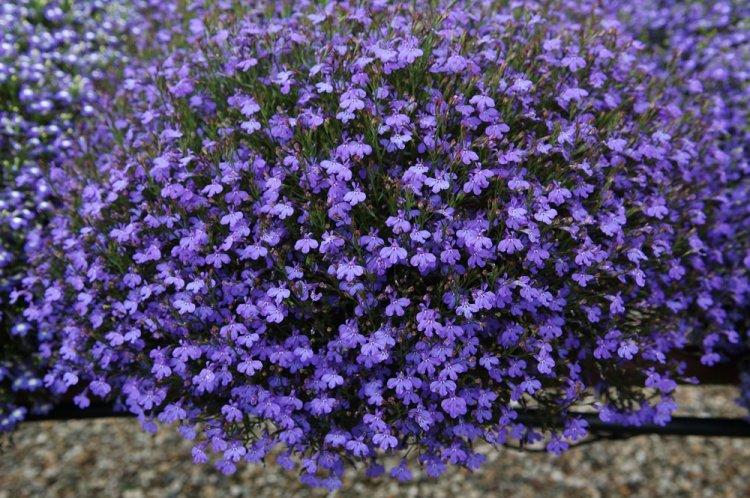 Лобелия – фото