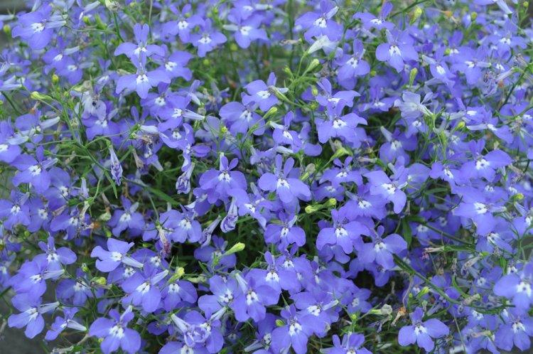 Лобелия – фото