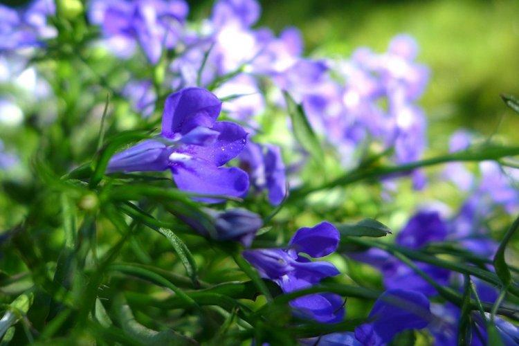 Лобелия – фото