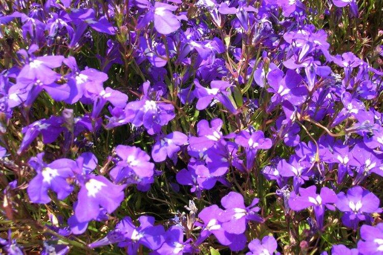 Лобелия – фото