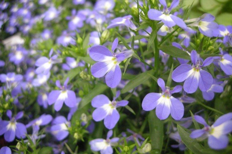 Лобелия – фото
