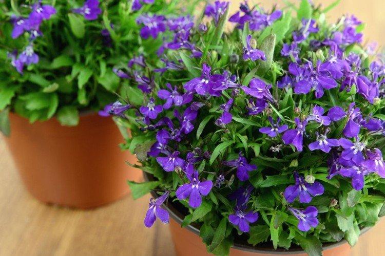 Лобелия – фото