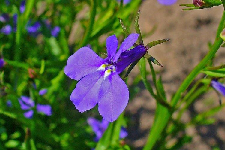 Лобелия – фото