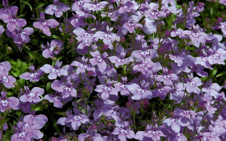 Лобелия – фото