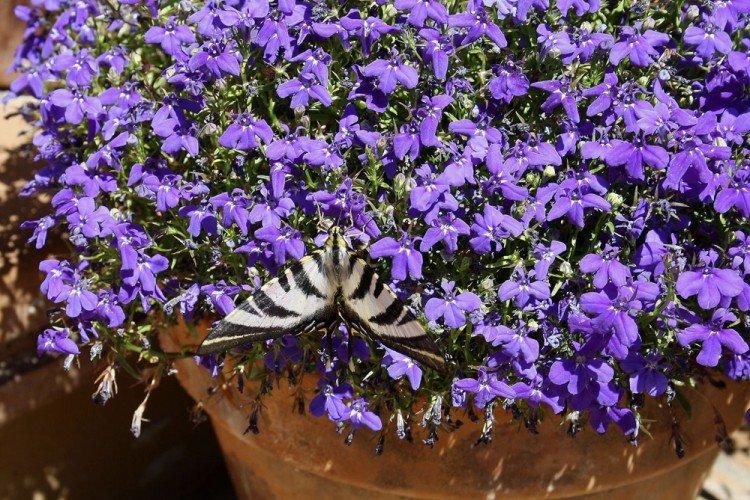 Лобелия – фото