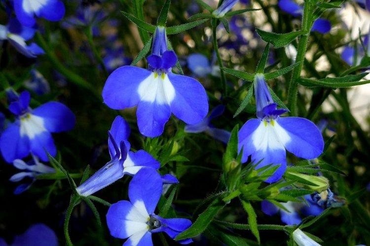 Лобелия – фото