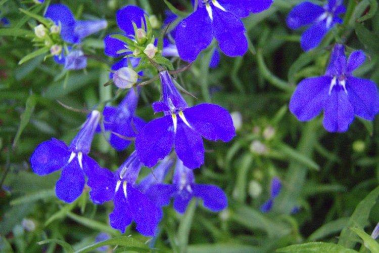 Лобелия – фото