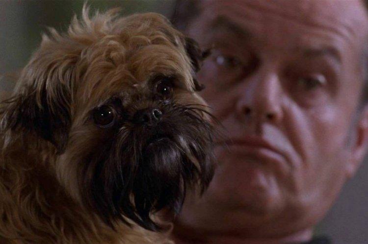 Лучше не бывает - лучшие фильмы про собак