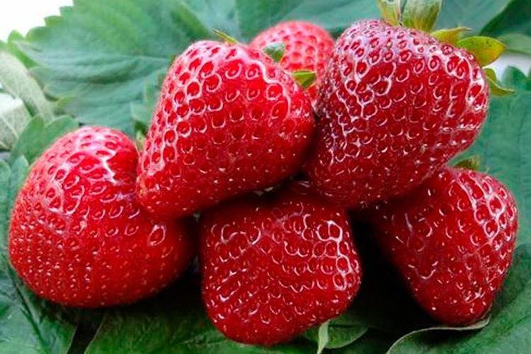 Примадонна - Лучшие ремонтантные сорта клубники