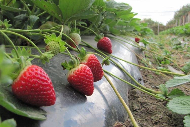 Альбион - Лучшие ремонтантные сорта клубники