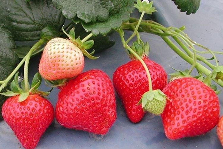 Фламенко - Лучшие ремонтантные сорта клубники