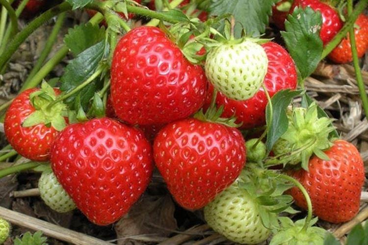 Эви - Лучшие ремонтантные сорта клубники