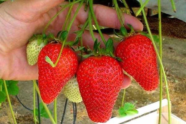 Маэстро - Лучшие ремонтантные сорта клубники