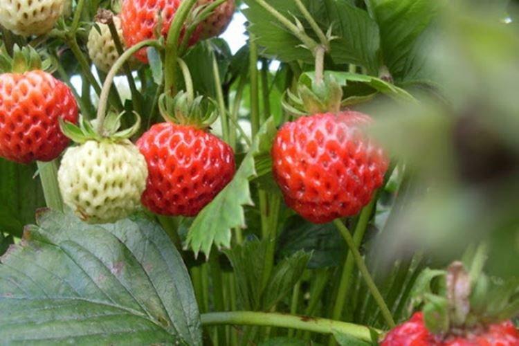 Александрия - Лучшие ремонтантные сорта клубники