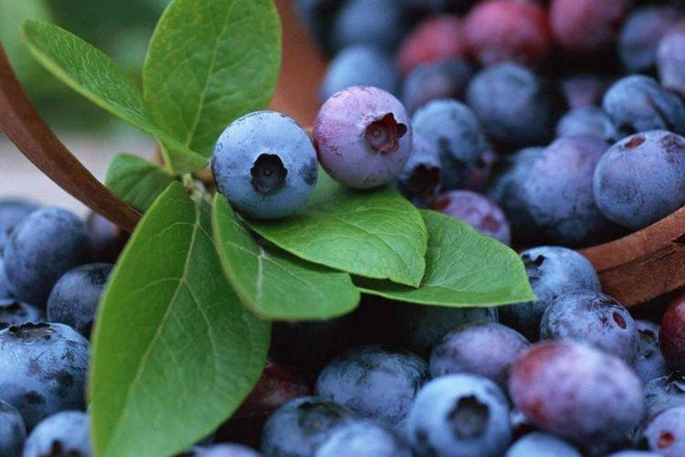 Ранкокас - Лучшие сорта голубики для Подмосковья