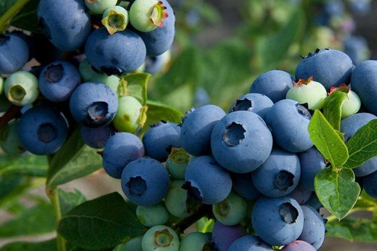 Патриот - Лучшие сорта голубики для Подмосковья