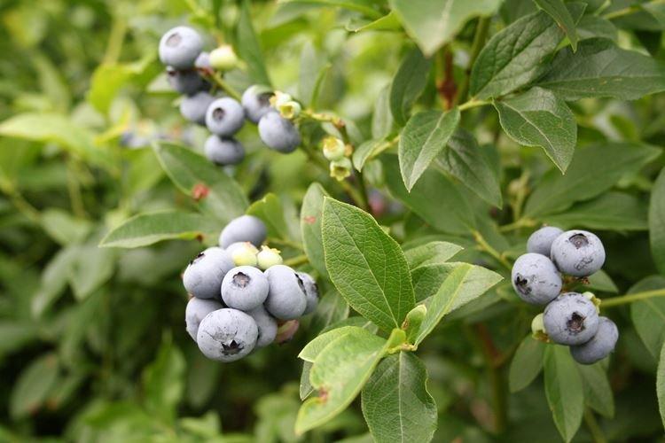 Норткантри - Лучшие сорта голубики для Подмосковья