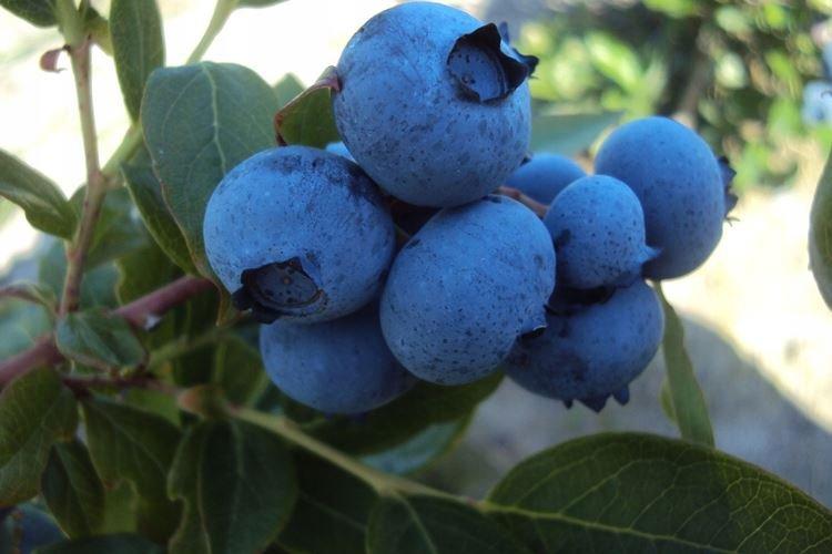 Джерси - Лучшие сорта голубики для Подмосковья