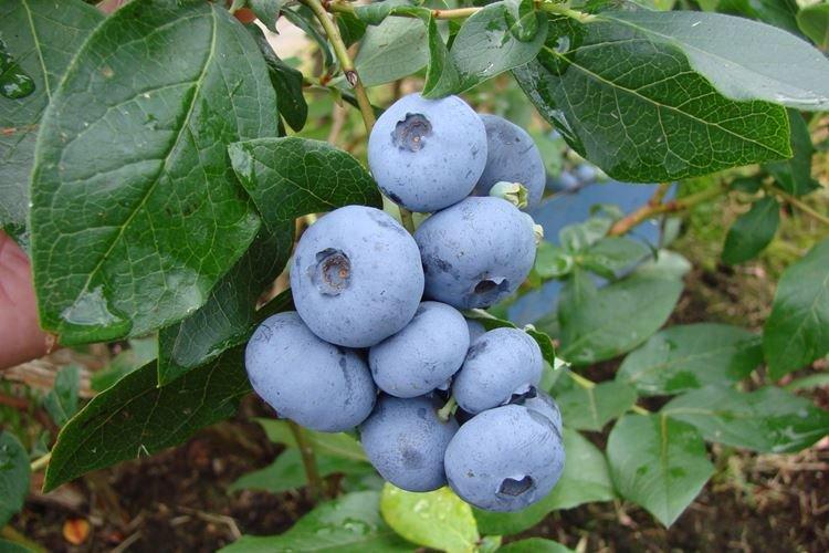 Бонус - Лучшие сорта голубики для Подмосковья