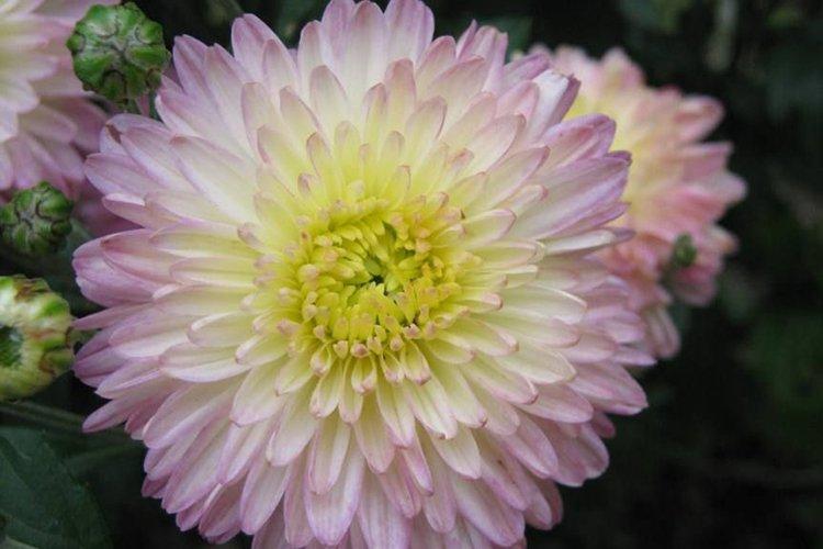 Варвара - Средние сорта хризантем