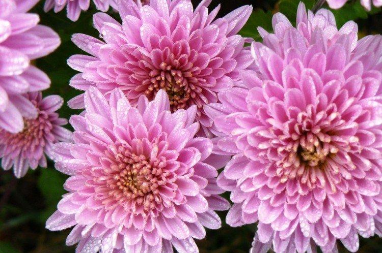 Валли Руф - Средние сорта хризантем