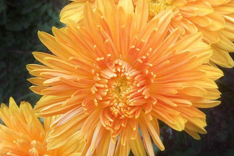 Медальон - Поздние сорта хризантем