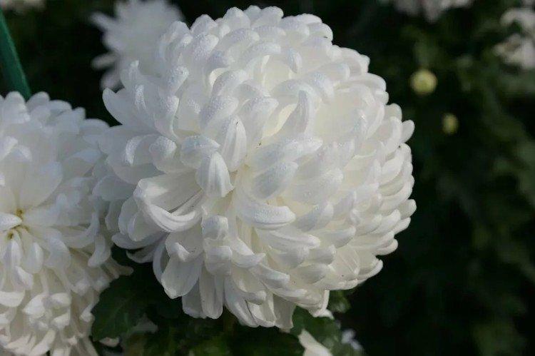 Рибонет - Поздние сорта хризантем