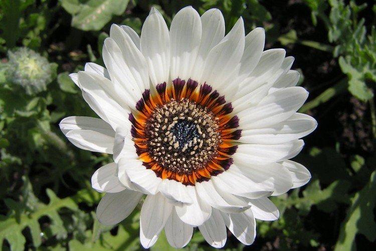 Кокарда - Лучшие однолетние сорта хризантем