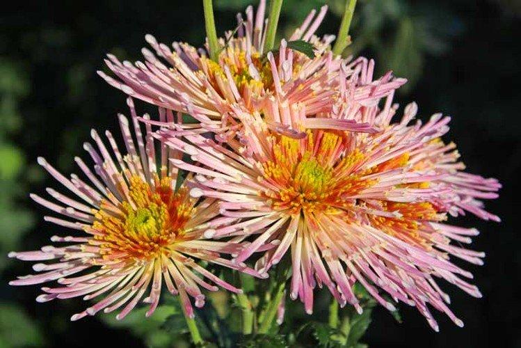 Брызги шампанского - Лучшие многолетние сорта хризантем