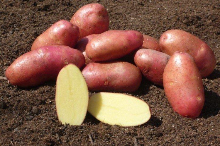Ред Скарлетт - Среднеспелые сорта картофеля
