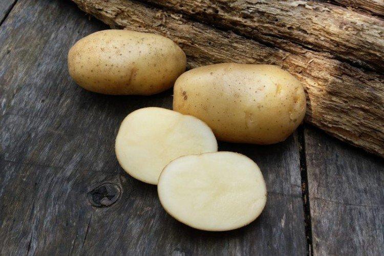 Невский - Поздние сорта картофеля