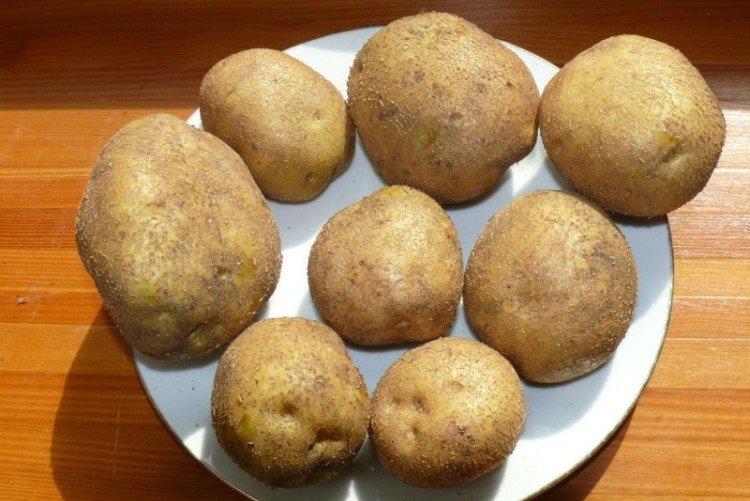 Винета - Лучшие сорта картофеля для Урала