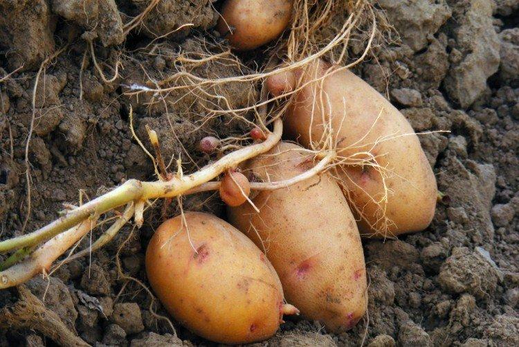 Лапоть - Российские сорта картофеля