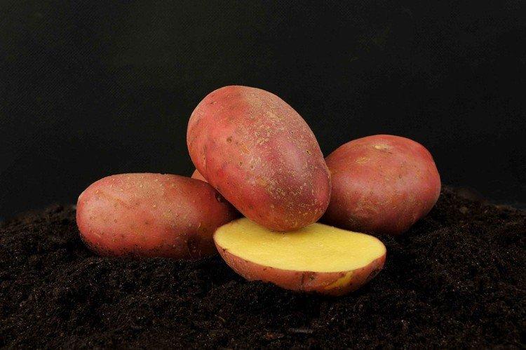 Манифест - Белорусские сорта картофеля