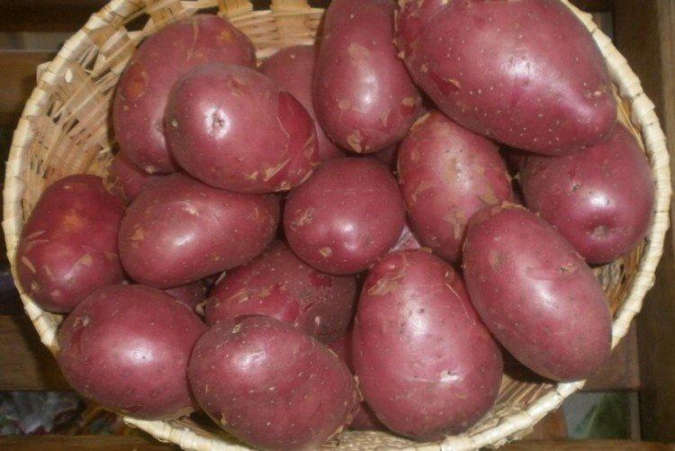 Эволюция - Голландские сорта картофеля