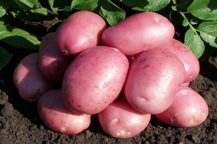 Лабелла - Немецкие сорта картофеля