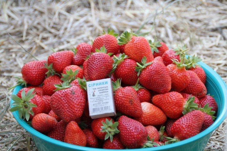 Диамант - Ремонтантные сорта клубники для Подмосковья