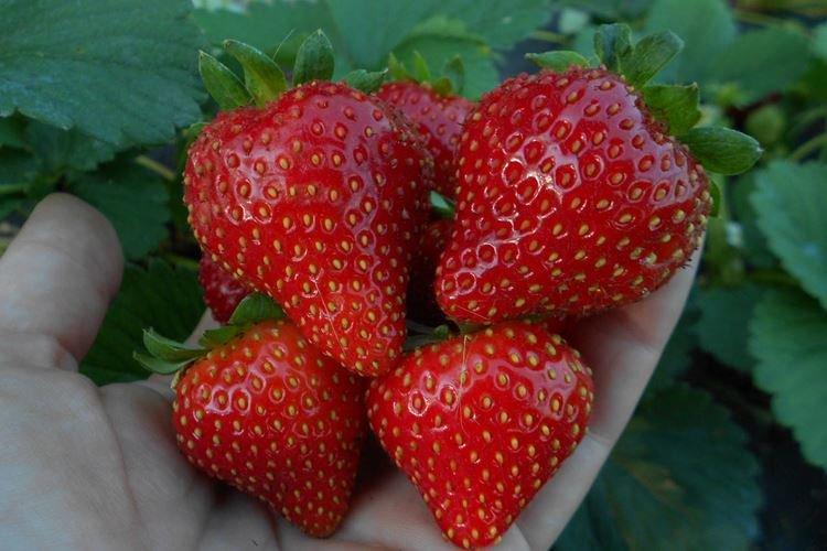 Ремонтантный сорт клубники Вима Рина